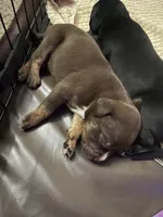 Smokey , a male American Bully for sale in Plainfield, IL – 5 of 7