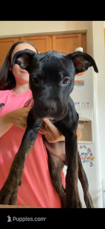 Kaede – American Bully puppy for sale in Plainfield, IL