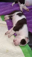 Vegeta, a male American Bully for sale in Plainfield, IL – 6 of 8