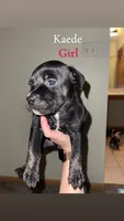 Kaede, a female American Bully for sale in Plainfield, IL – 6 of 7