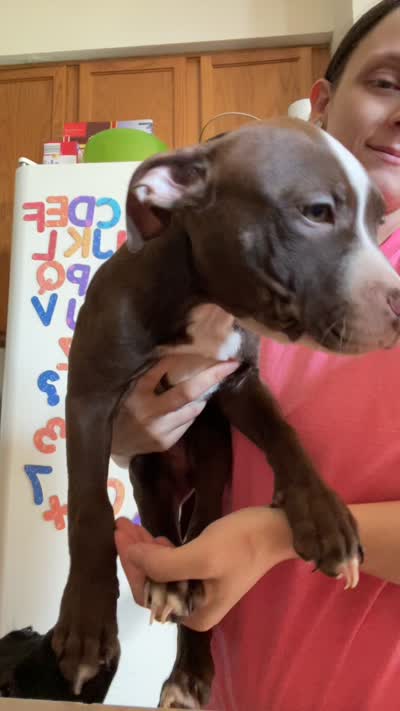 Goku, a male American Bully for sale in Plainfield, IL – 9 of 9