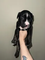 Sonic, a male American Bully for sale in Plainfield, IL – 7 of 8