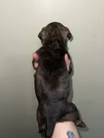 Brandi, a female American Bully for sale in Plainfield, IL – 4 of 9