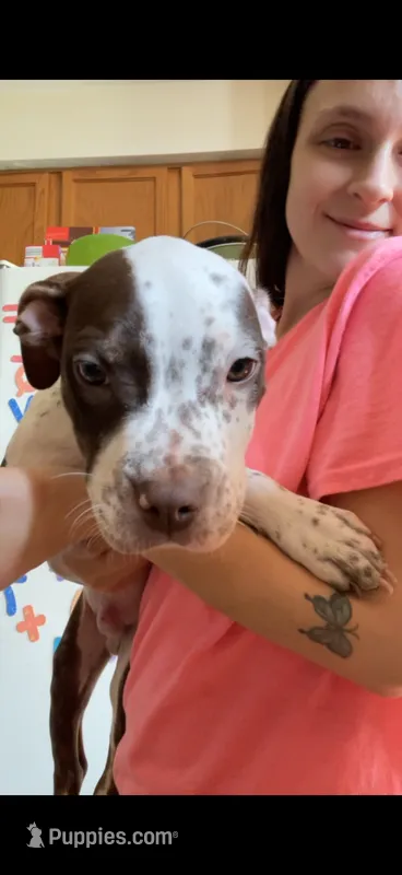 Vegeta – American Bully puppy for sale in Plainfield, IL