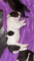 Coco/Sharky/Minnie, a female American Bully for sale in Plainfield, IL – 4 of 9