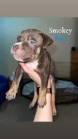 Smokey , a male American Bully for sale in Plainfield, IL – 6 of 7