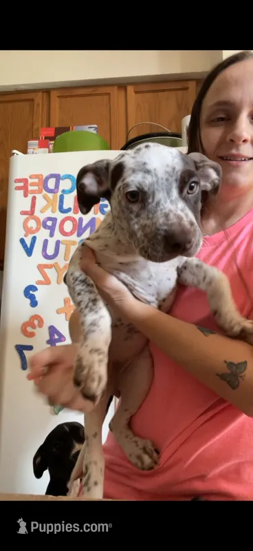 Coco/Sharky/Minnie – American Bully puppy for sale in Plainfield, IL