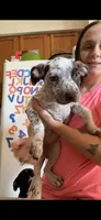 Coco/Sharky/Minnie, a female American Bully for sale in Plainfield, IL – 1 of 9