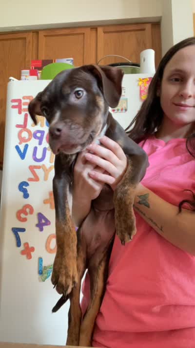Smokey , a male American Bully for sale in Plainfield, IL – 7 of 7