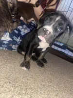 Sonic, a male American Bully for sale in Plainfield, IL – 6 of 8