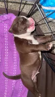 Goku, a male American Bully for sale in Plainfield, IL – 6 of 9