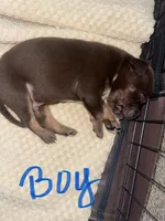 Smokey , a male American Bully for sale in Plainfield, IL – 2 of 7