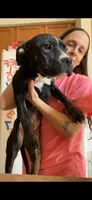 Sonic, a male American Bully for sale in Plainfield, IL – 5 of 8