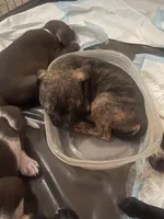 Brandi, a female American Bully for sale in Plainfield, IL – 5 of 9