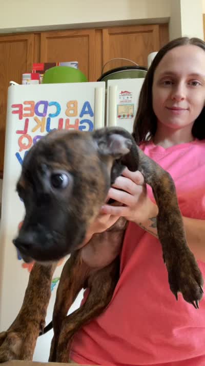 Brandi, a female American Bully for sale in Plainfield, IL – 9 of 9