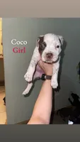 Coco/Sharky/Minnie, a female American Bully for sale in Plainfield, IL – 5 of 9
