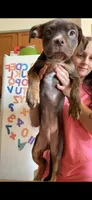 Smokey , a male American Bully for sale in Plainfield, IL – 4 of 7