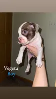 Vegeta, a male American Bully for sale in Plainfield, IL – 5 of 8