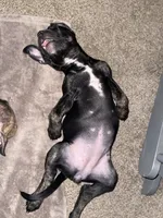 Kaede, a female American Bully for sale in Plainfield, IL – 4 of 7