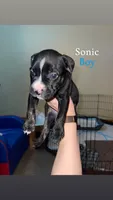 Sonic, a male American Bully for sale in Plainfield, IL – 3 of 8