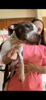 Vegeta, a male American Bully for sale in Plainfield, IL – 3 of 8