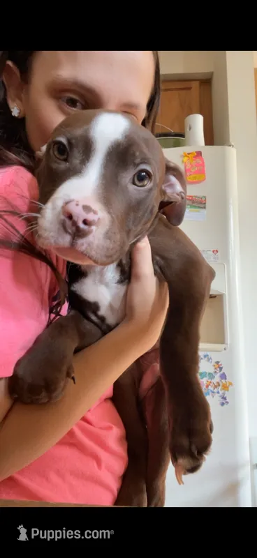 Goku – American Bully puppy for sale in Plainfield, IL