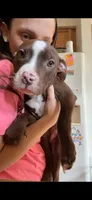 Goku, a male American Bully for sale in Plainfield, IL – 1 of 9
