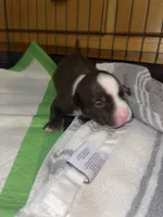 Goku, a male American Bully for sale in Plainfield, IL – 8 of 9