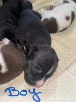 Sonic, a male American Bully for sale in Plainfield, IL – 2 of 8