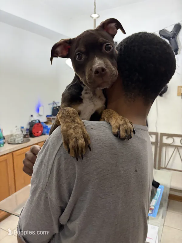 Smokey  – American Bully puppy for sale in Plainfield, IL