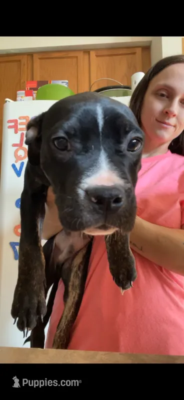 Sonic – American Bully puppy for sale in Plainfield, IL