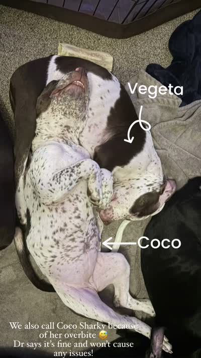 Vegeta, a male American Bully for sale in Plainfield, IL – 4 of 8