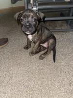 Brandi, a female American Bully for sale in Plainfield, IL – 2 of 9