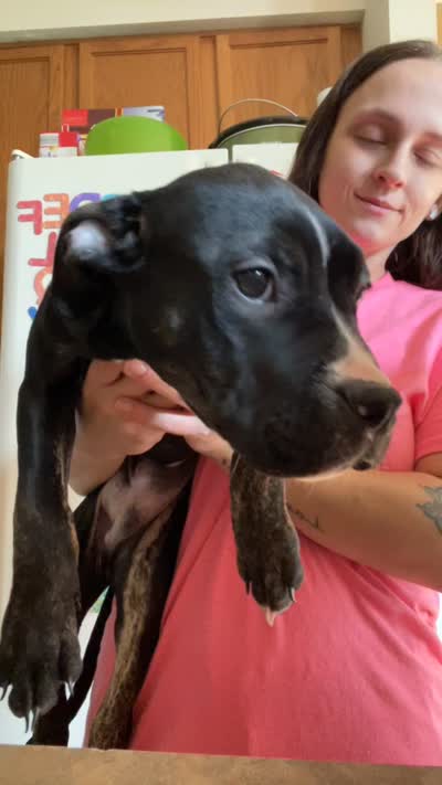 Sonic, a male American Bully for sale in Plainfield, IL – 8 of 8