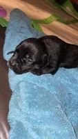 Kaede, a female American Bully for sale in Plainfield, IL – 2 of 7