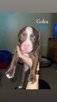 Goku, a male American Bully for sale in Plainfield, IL – 2 of 9