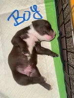 Goku, a male American Bully for sale in Plainfield, IL – 7 of 9