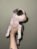 Vegeta, a male American Bully for sale in Plainfield, IL – 7 of 8