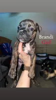 Brandi, a female American Bully for sale in Plainfield, IL – 8 of 9