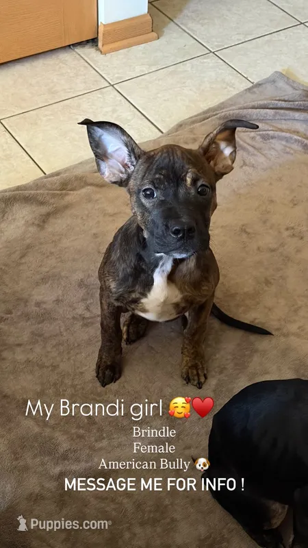 Brandi – American Bully puppy for sale in Plainfield, IL