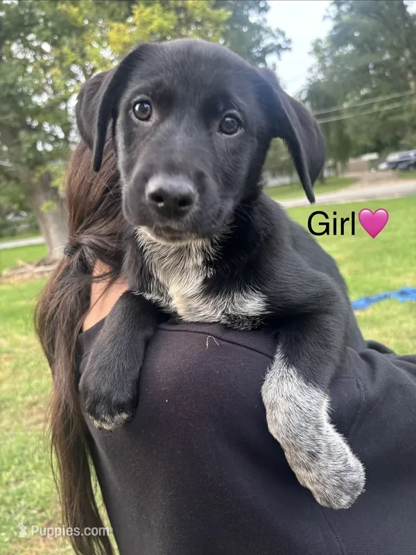 girl – Australian Cattle Dog, Labrador Retriever puppy for sale in Joliet, IL