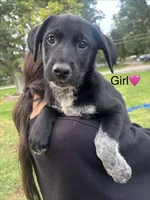 girl, a female Australian Cattle Dog and Labrador Retriever for sale in Joliet, IL – 1 of 1