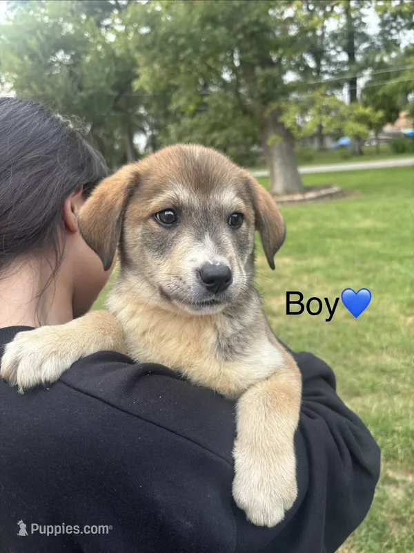 Boy – Australian Cattle Dog, Labrador Retriever puppy for sale in Joliet, IL
