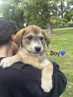 Boy, a male Australian Cattle Dog and Labrador Retriever for sale in Joliet, IL – 1 of 1