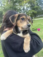 girl, a female Australian Cattle Dog and Labrador Retriever for sale in Joliet, IL – 1 of 1