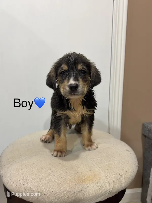 Max – Australian Cattle Dog, Labrador Retriever puppy for sale in Joliet, IL