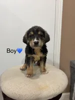 Max, a male Australian Cattle Dog and Labrador Retriever for sale in Joliet, IL – 1 of 1