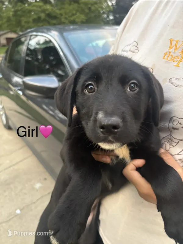 Girl – Australian Cattle Dog, Labrador Retriever puppy for sale in Joliet, IL