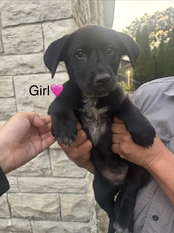 Girl – Australian Cattle Dog, Labrador Retriever puppy for sale in Joliet, IL