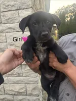 Girl, a female Australian Cattle Dog and Labrador Retriever for sale in Joliet, IL – 1 of 1